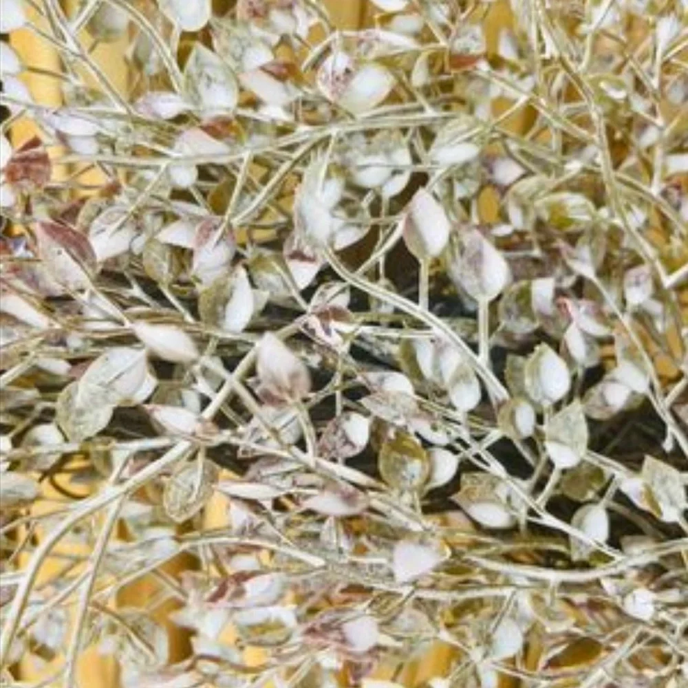 CWI frosted fall